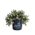 Navy Blue Calligraphy Planter (M)