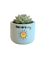 You are my Sunshine (S)