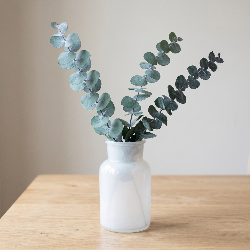 The Traditional Eucalyptus