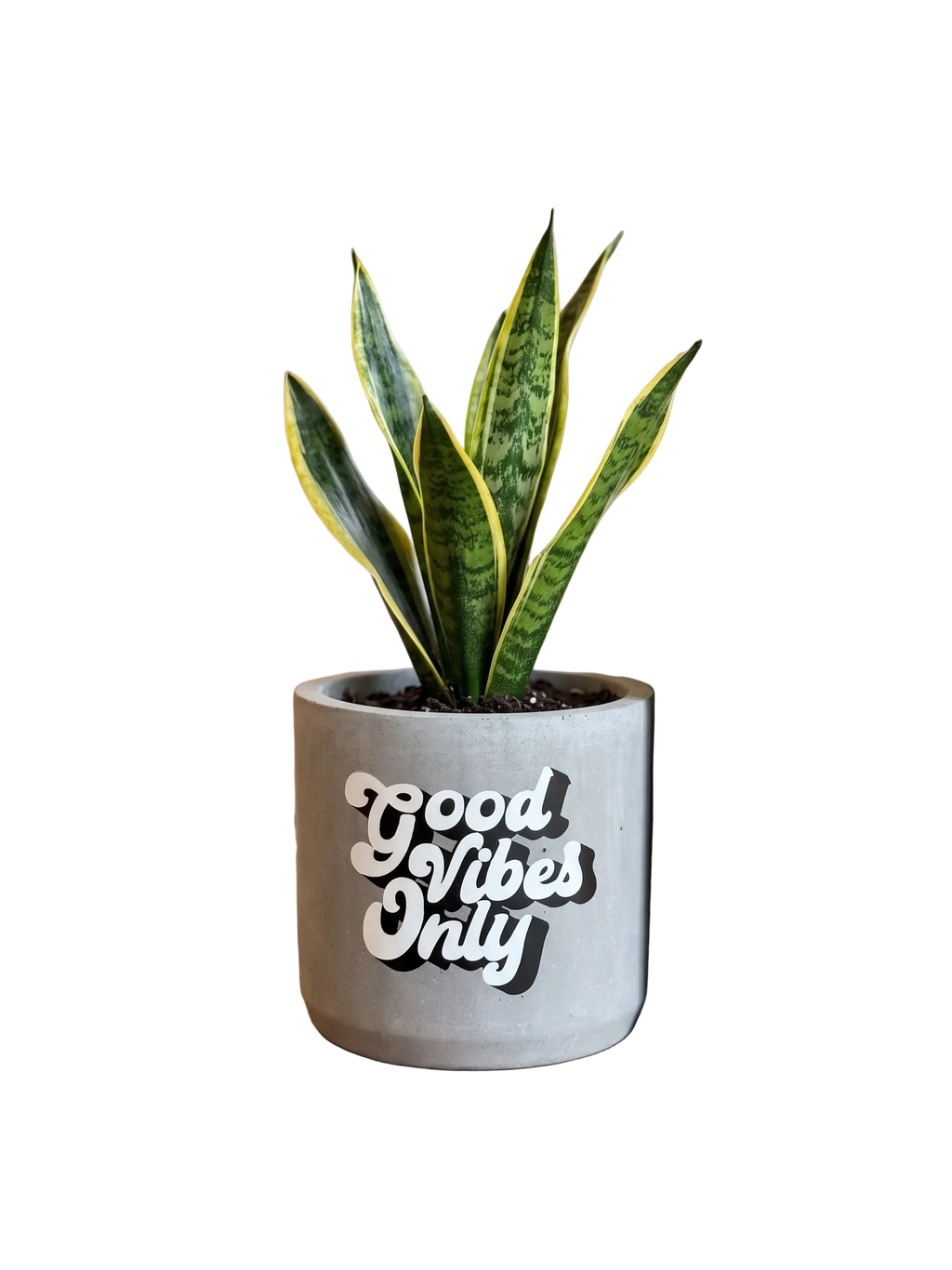 Good Vibes Only (M)