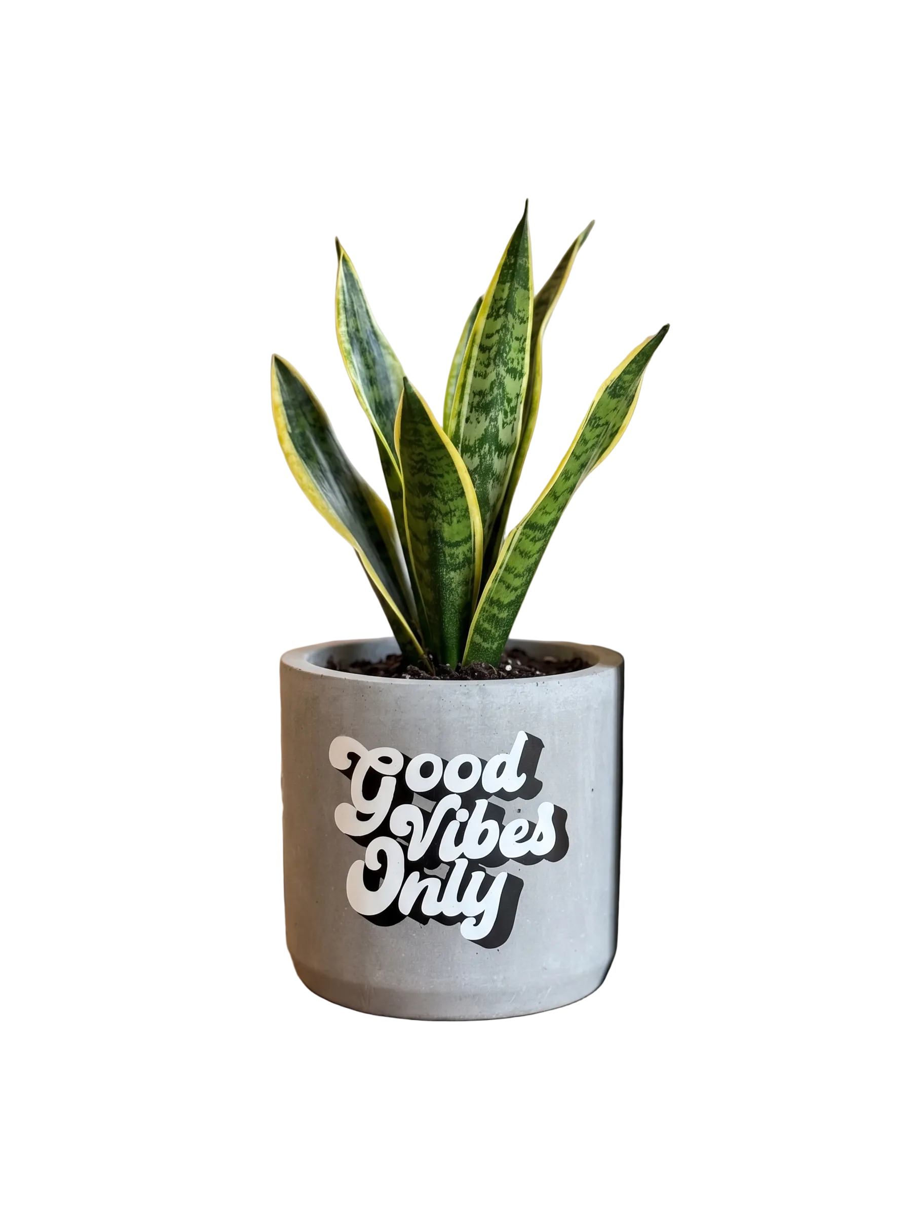 Good Vibes Only (M)