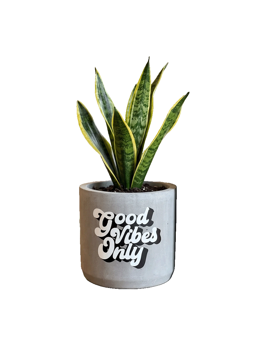 Good Vibes Only (M)
