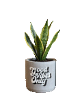 Good Vibes Only (M)