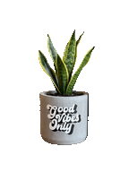 Good Vibes Only (M)
