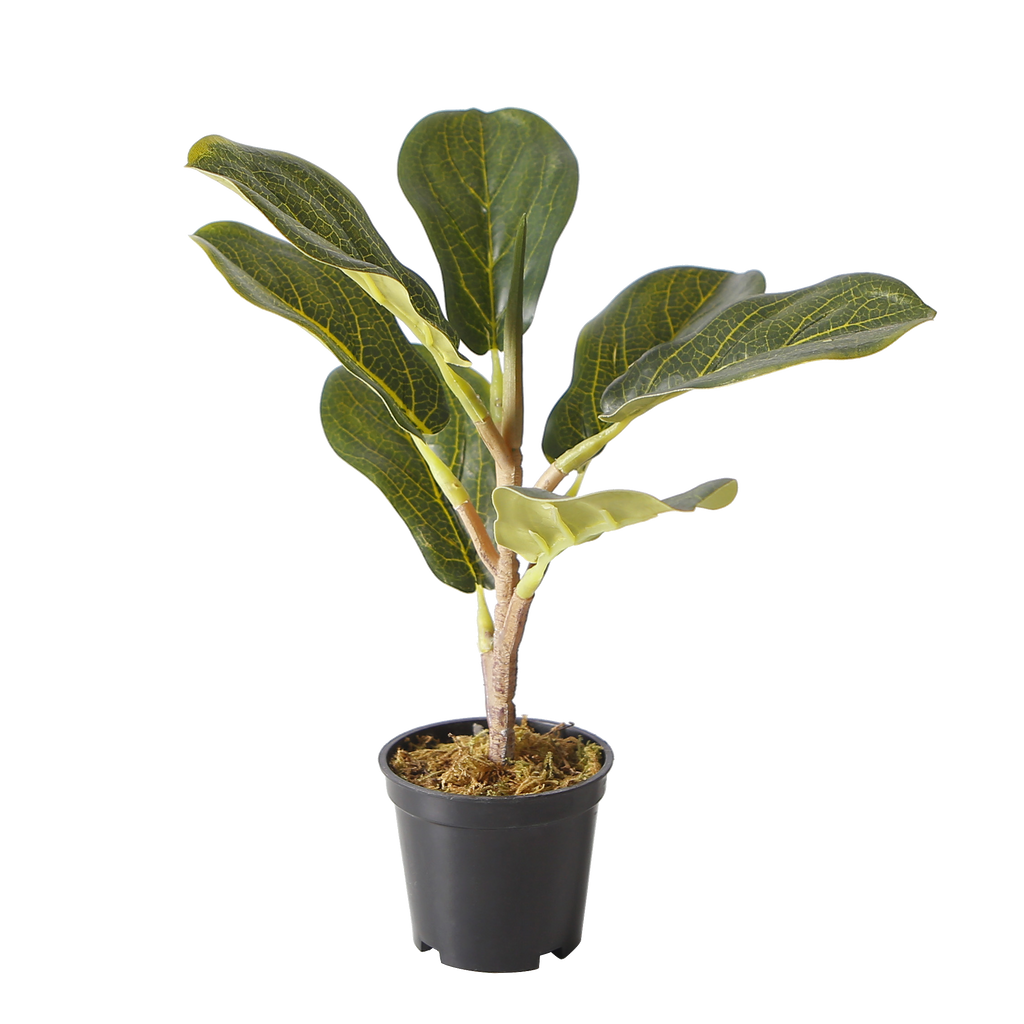 The Eternal Ficus