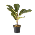 The Eternal Ficus