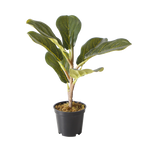 The Eternal Ficus