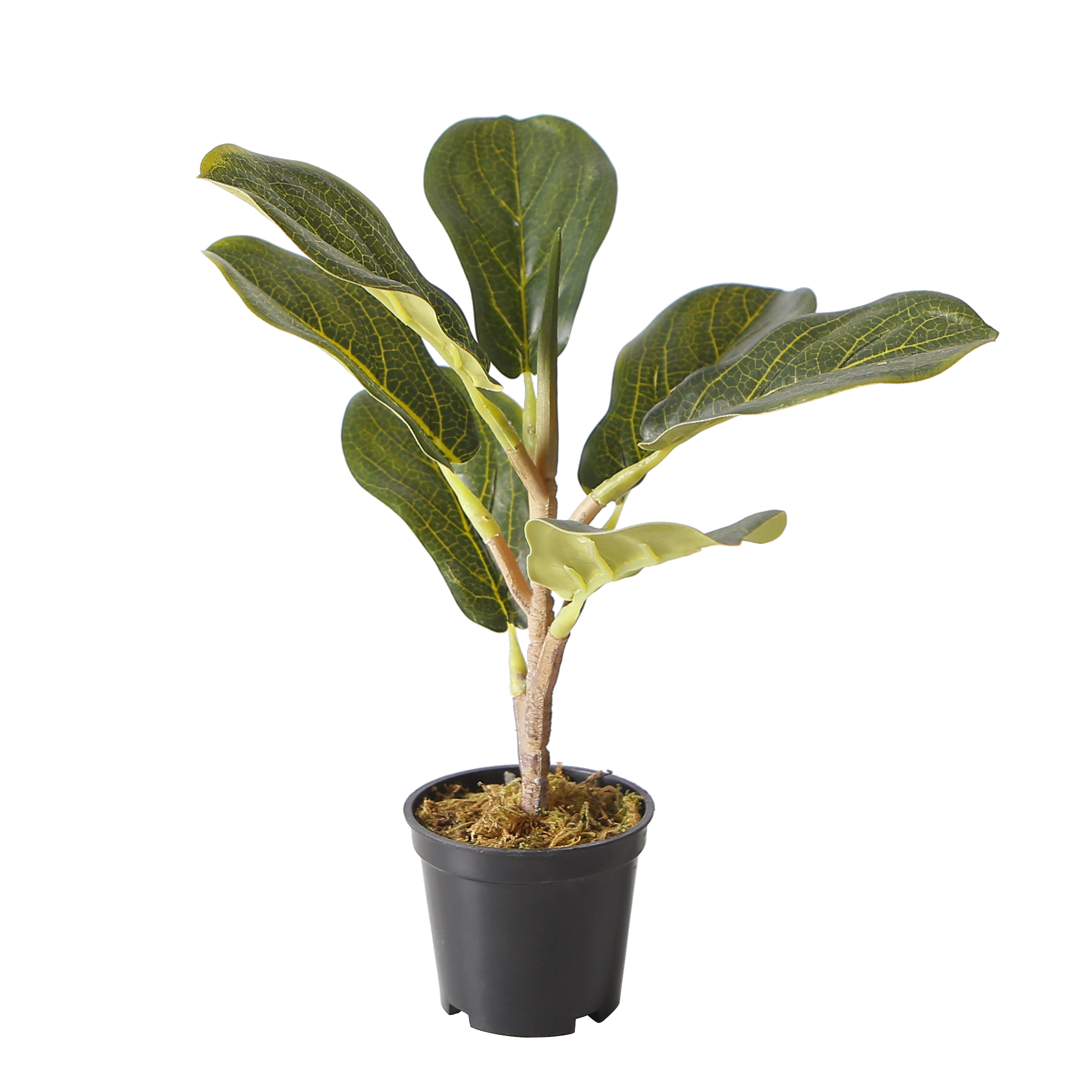 The Eternal Ficus
