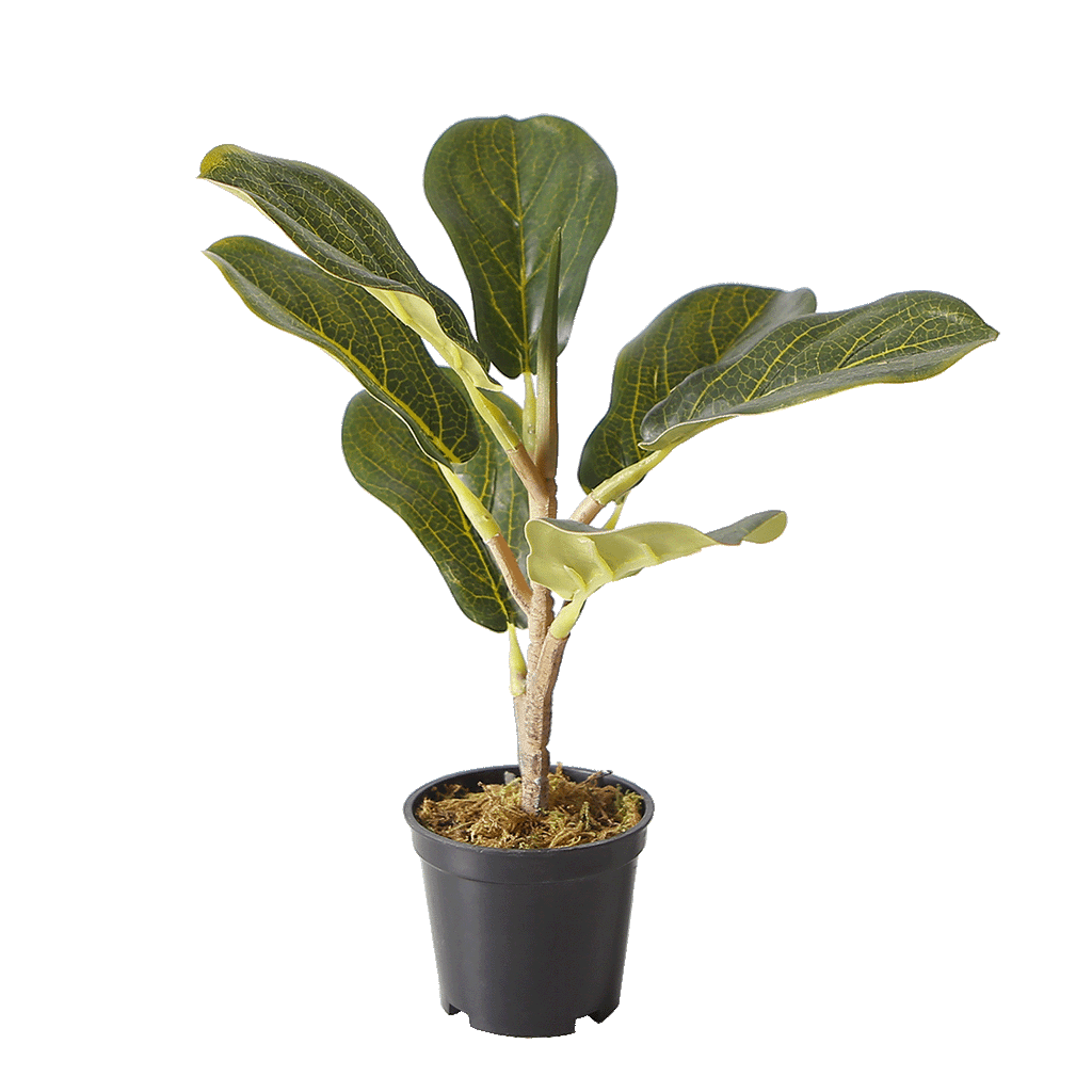 The Eternal Ficus