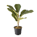 The Eternal Ficus