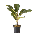 The Eternal Ficus