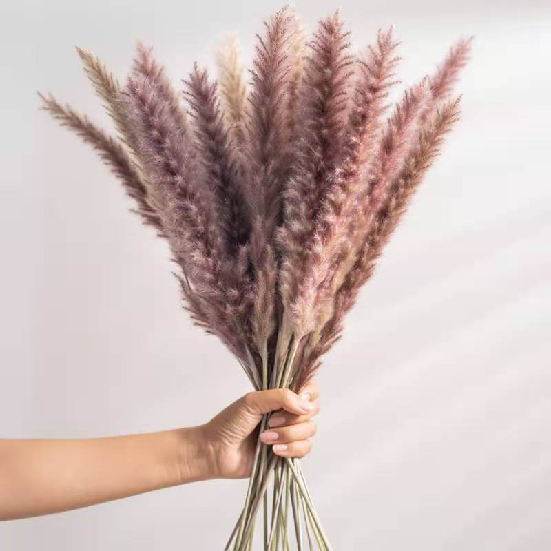 Pampas