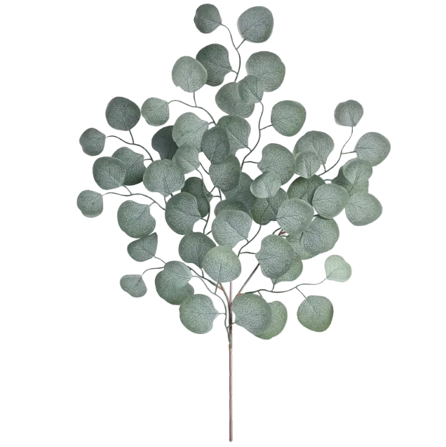 Sunset Eucalyptus