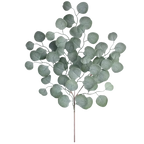 Sunset Eucalyptus