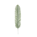 The Tropical Leaf