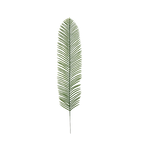 The Tropical Leaf