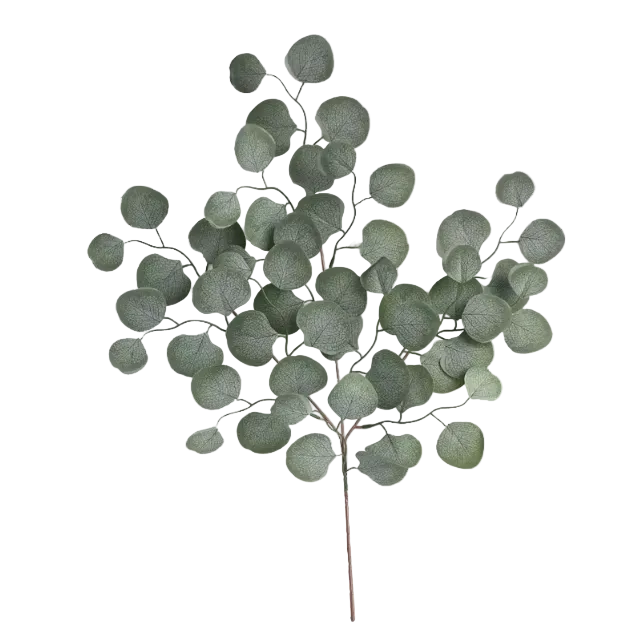 Sunset Eucalyptus