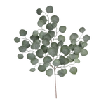 Sunset Eucalyptus
