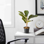 The Eternal Ficus