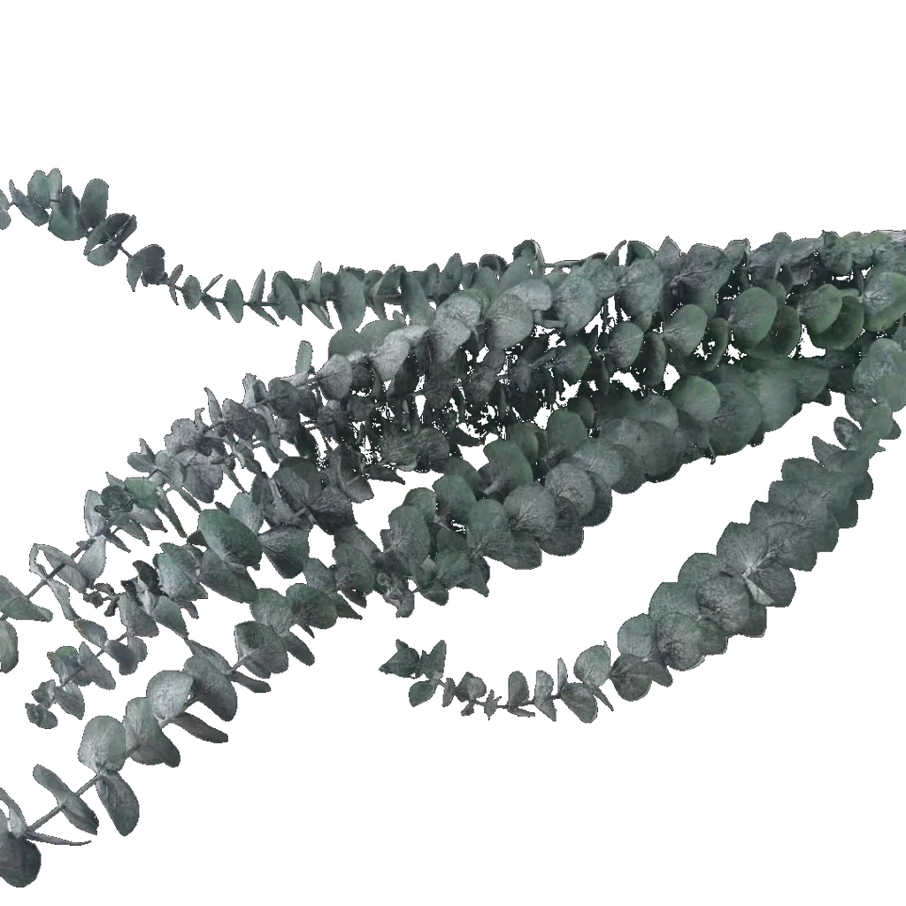 The Traditional Eucalyptus