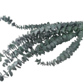 The Traditional Eucalyptus