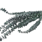 The Traditional Eucalyptus