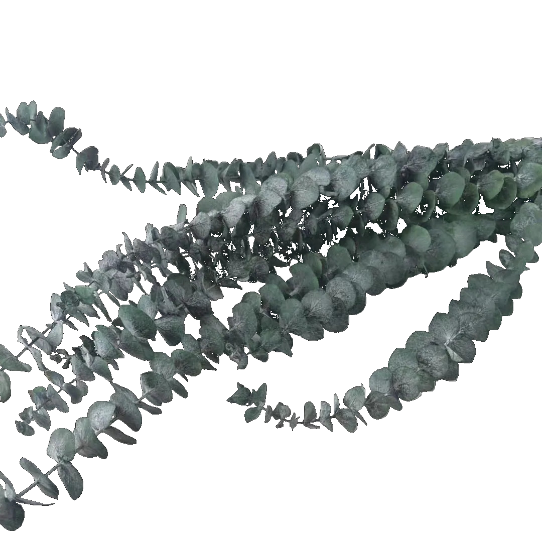 The Traditional Eucalyptus