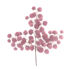 Sunset Eucalyptus