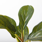 The Eternal Ficus