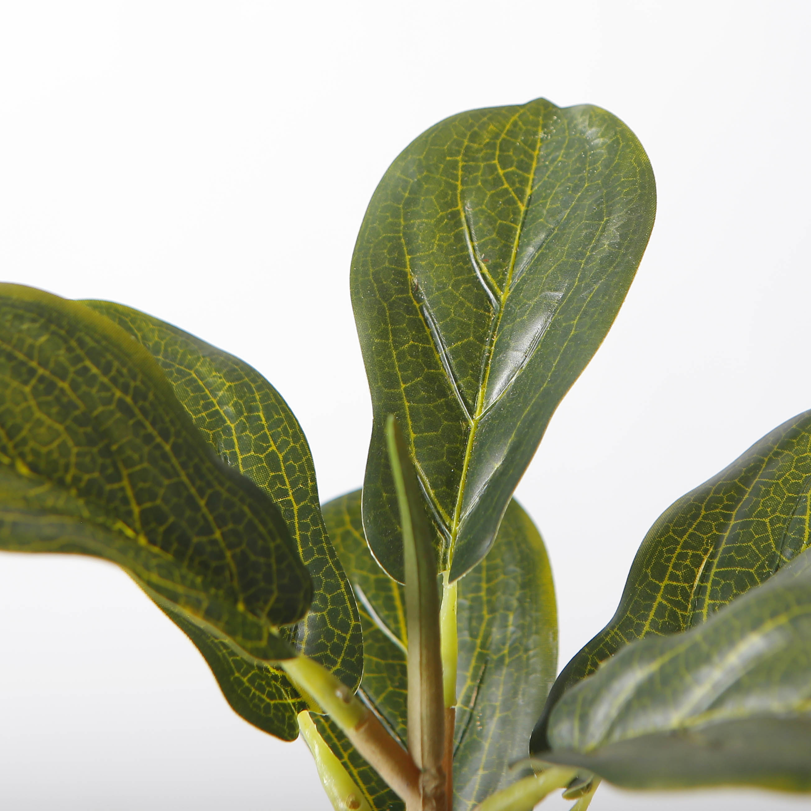 The Eternal Ficus