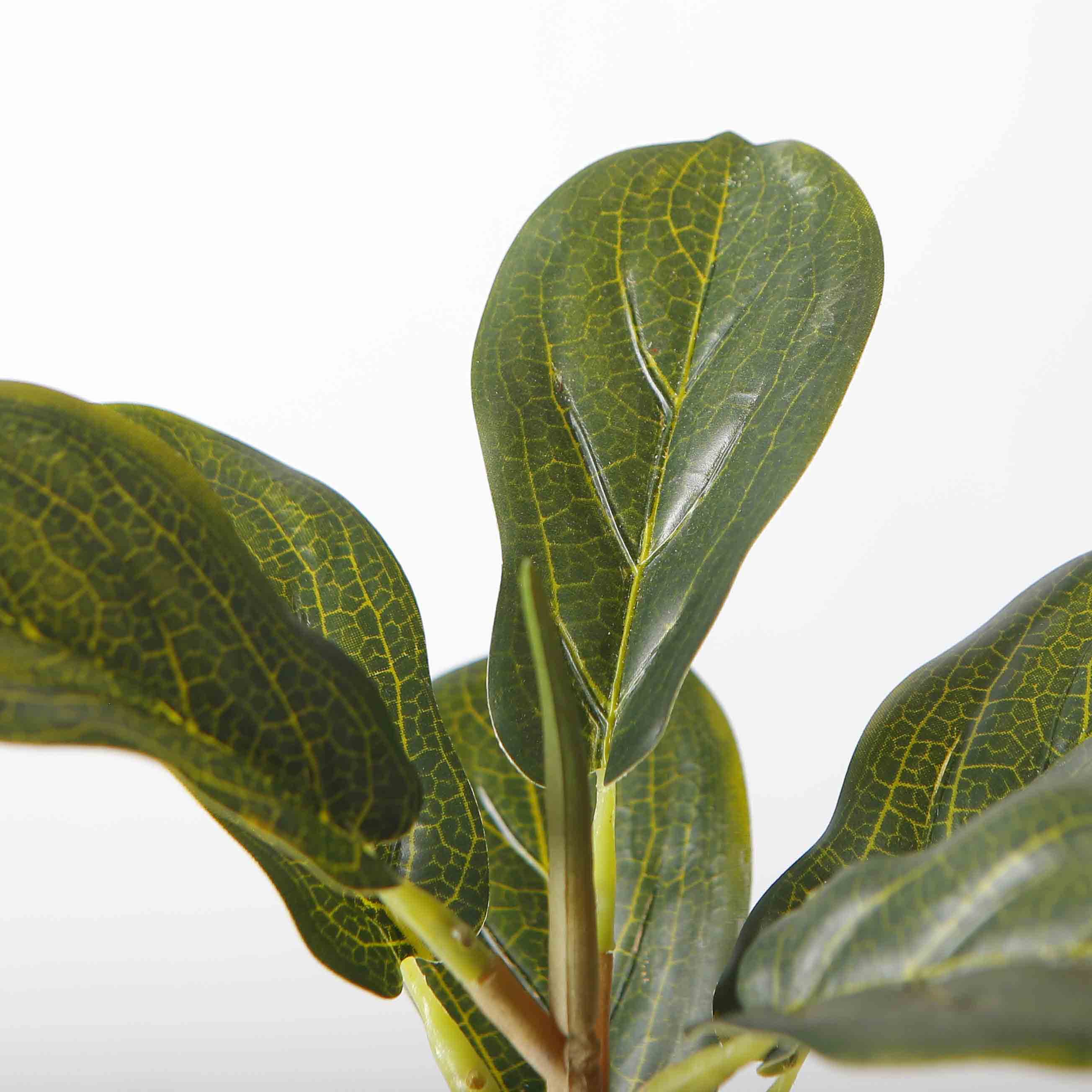 The Eternal Ficus