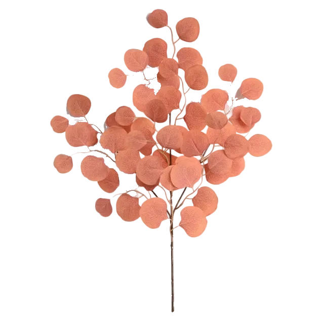 Sunset Eucalyptus
