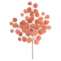 Sunset Eucalyptus