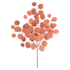 Sunset Eucalyptus
