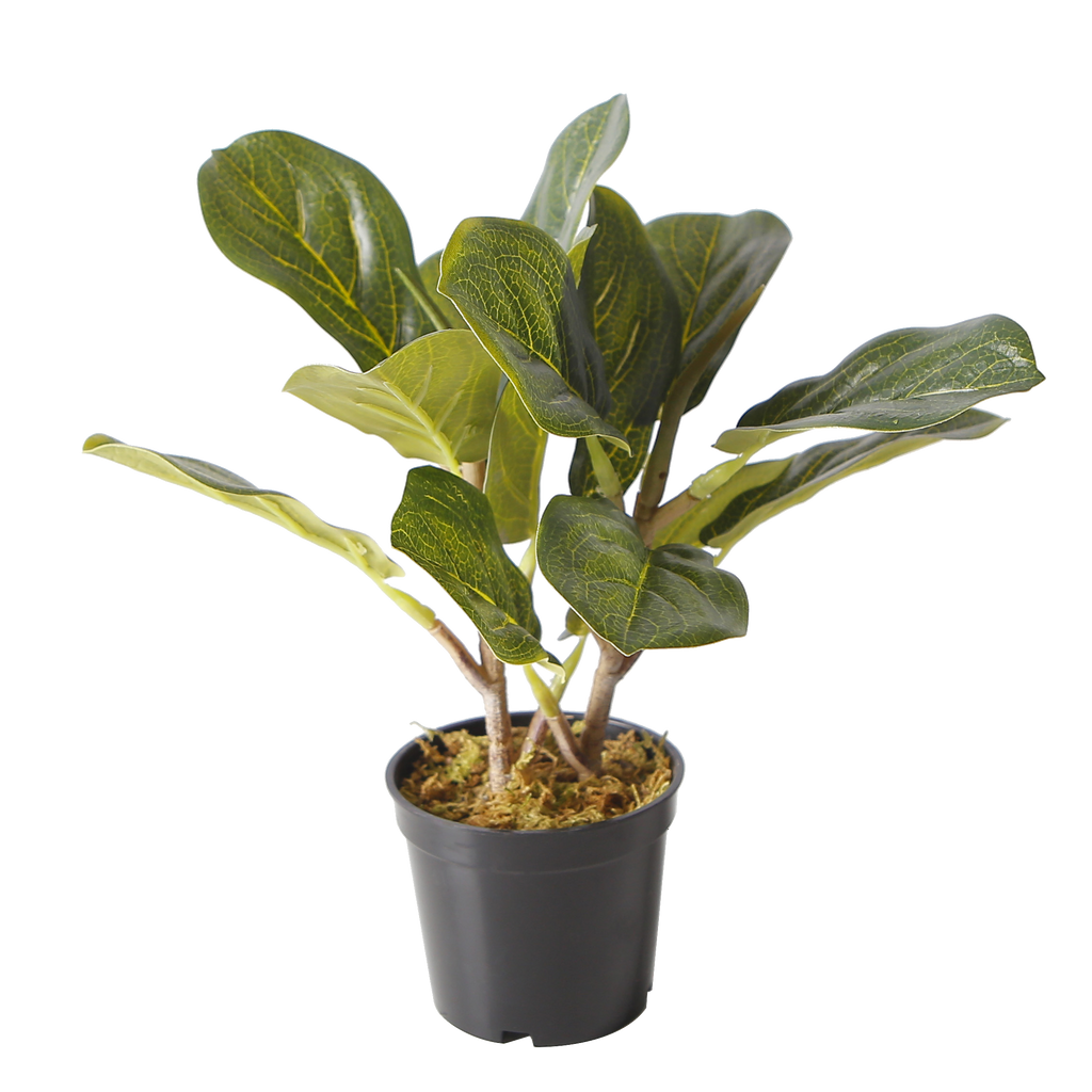 The Eternal Ficus