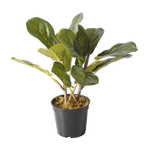 The Eternal Ficus