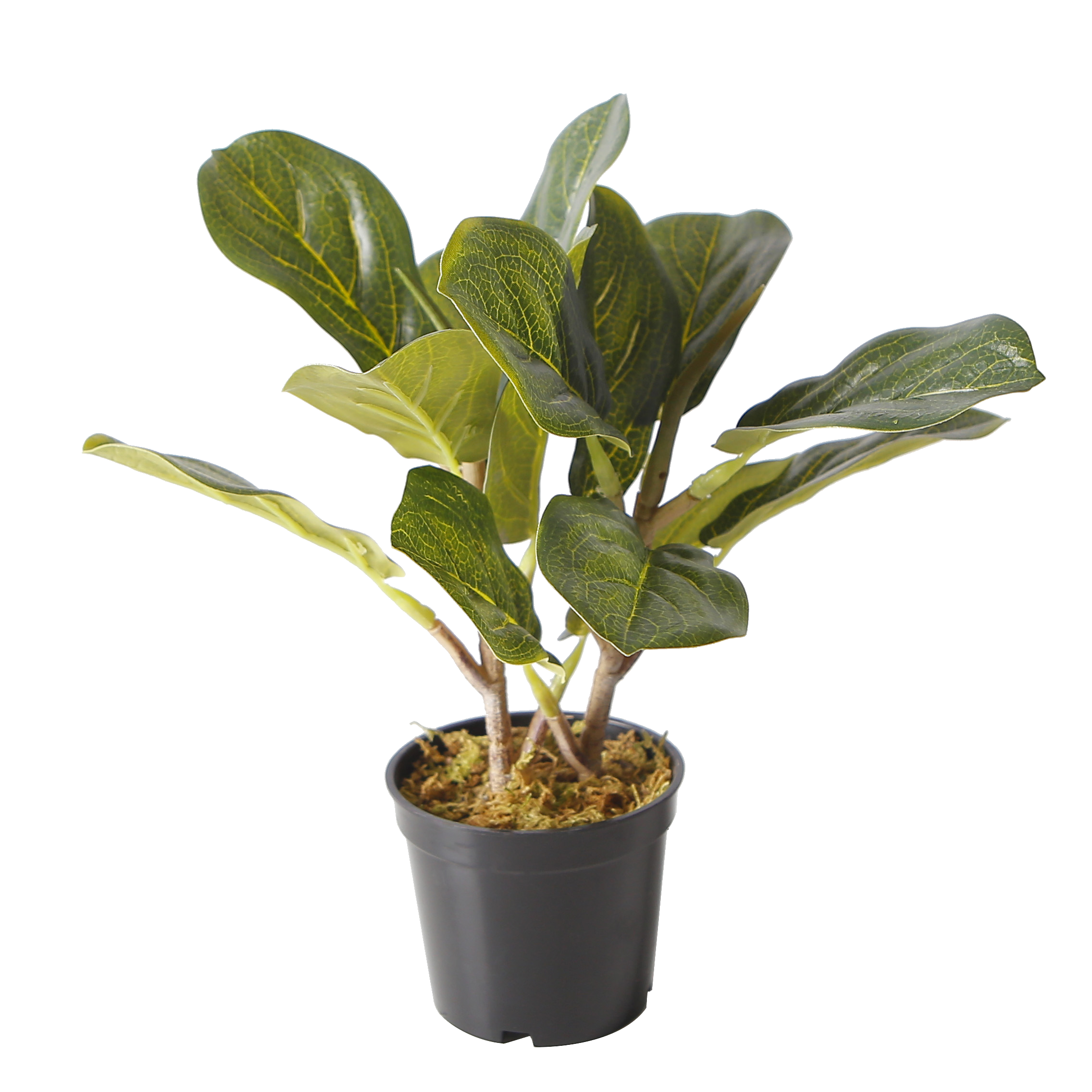 The Eternal Ficus