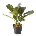 The Eternal Ficus