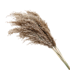 Pampas