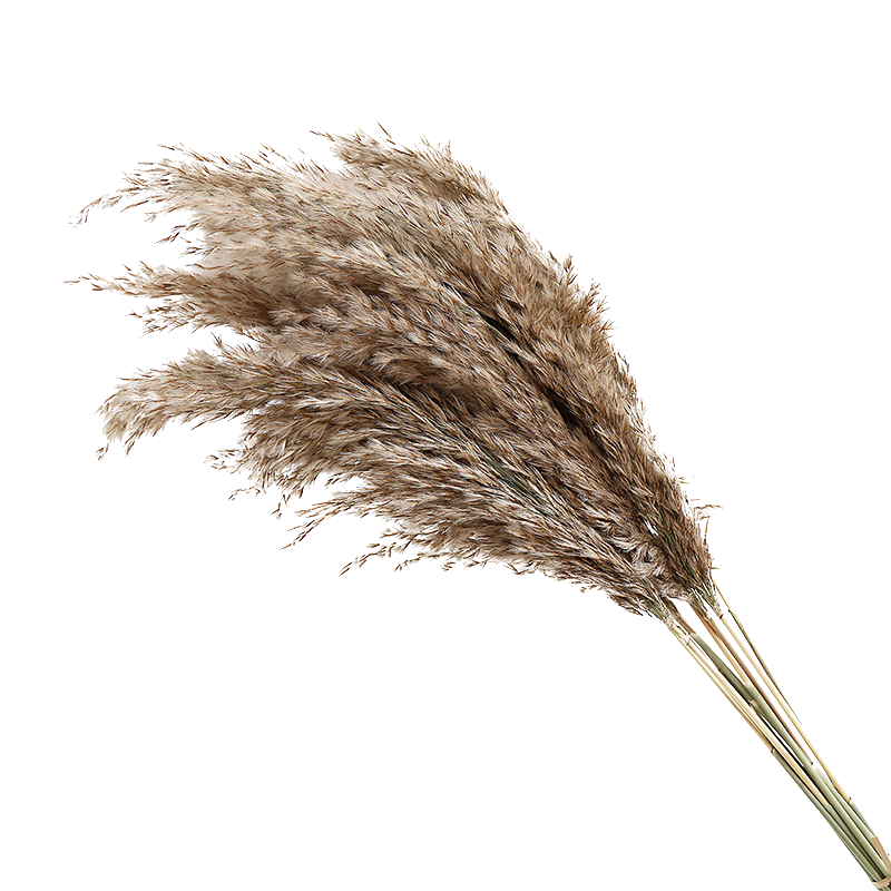 Pampas