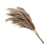 Pampas