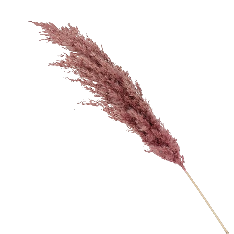 Pampas
