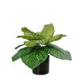 The Striped Calathea