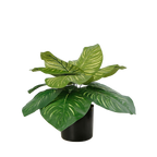The Striped Calathea