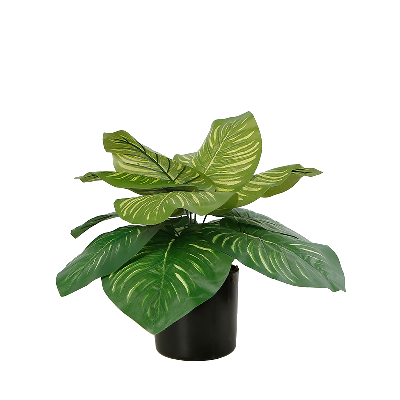 The Striped Calathea