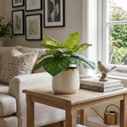 The Striped Calathea
